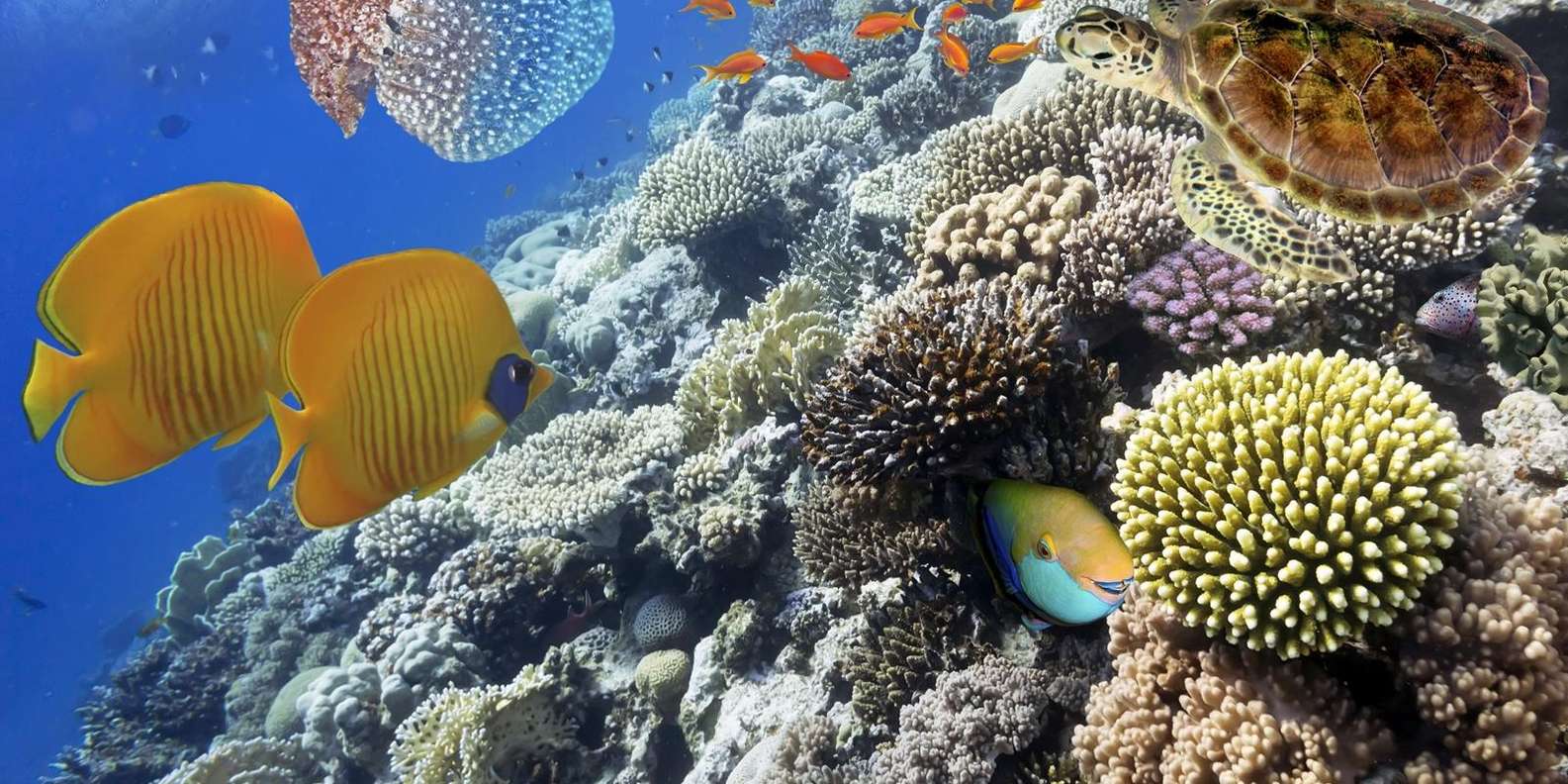 懷特島 & 拉斯·穆罕默德之旅（沙姆沙伊赫出發）