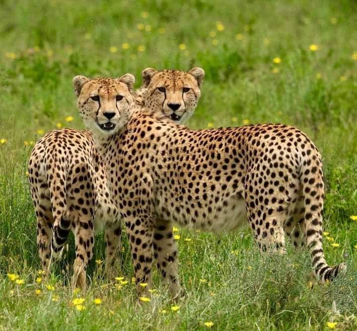 One Day Nairobi Safari – National Park & David Sheldrick Orphanage