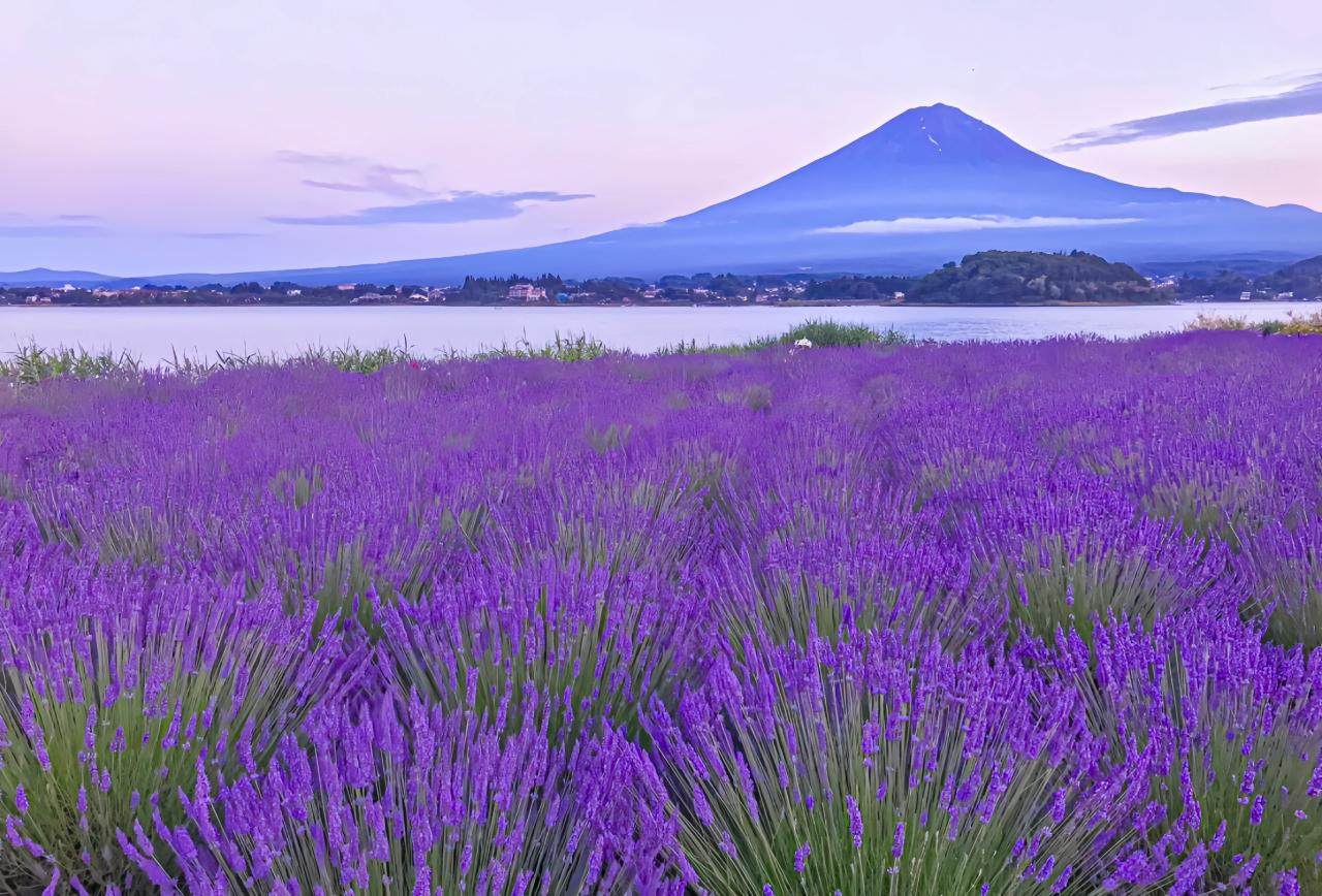 富士山壯麗美景或芝櫻節浪漫花海一日遊 （東京出發）
