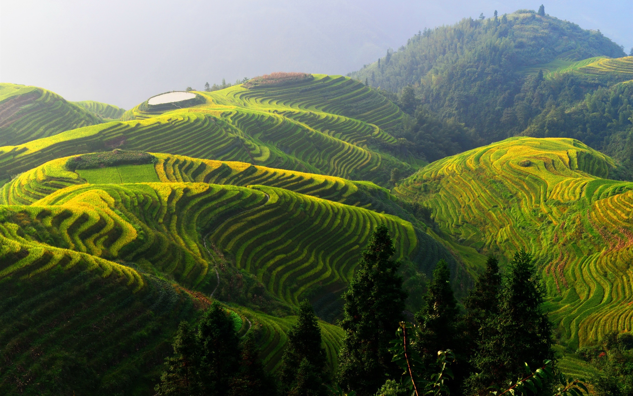 Guilin Private Tour: Longji Rice Terraces and Long Hair Village