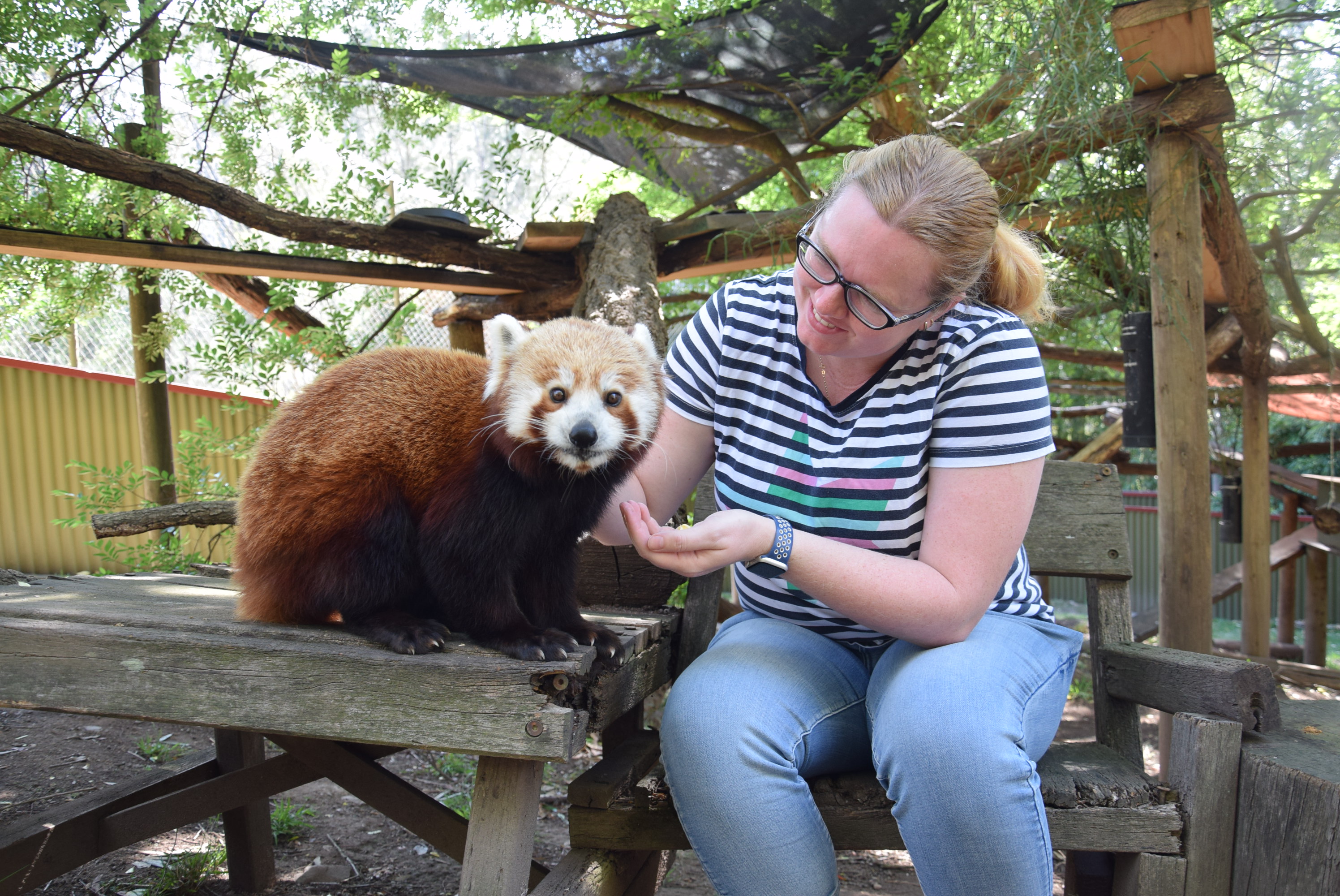 在莫哥野生動物園（Mogo Wildlife Park）的紅熊貓親密互動體驗中，您會驚訝地發現，起初有些害羞的可愛小熊貓們會變得多麼熱情。