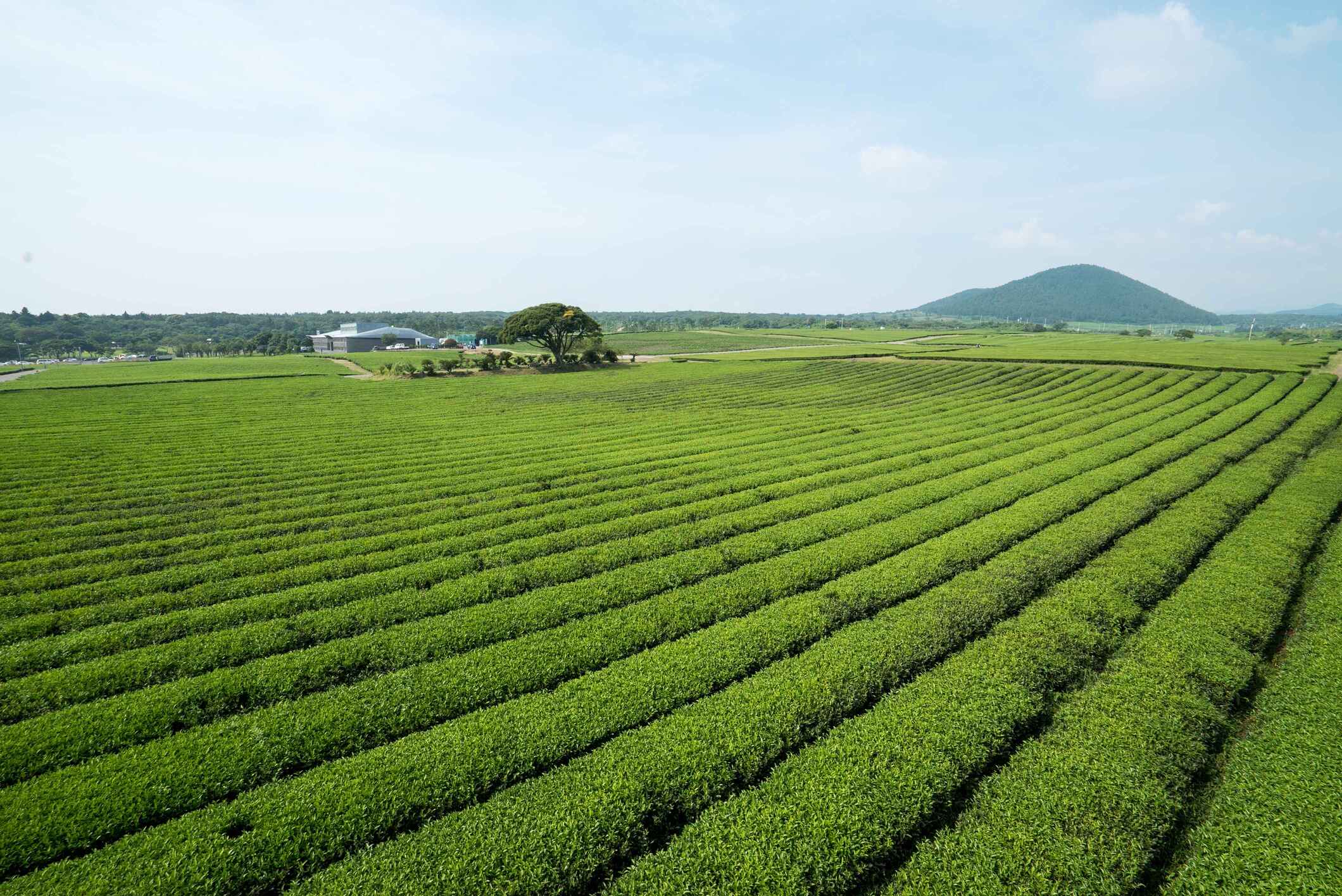 【B方案：Osulloc 雪綠茶博物館】在Osulloc品嚐一杯茶，綠茶田與夏季繡球花交織成絕佳的拍照景點！