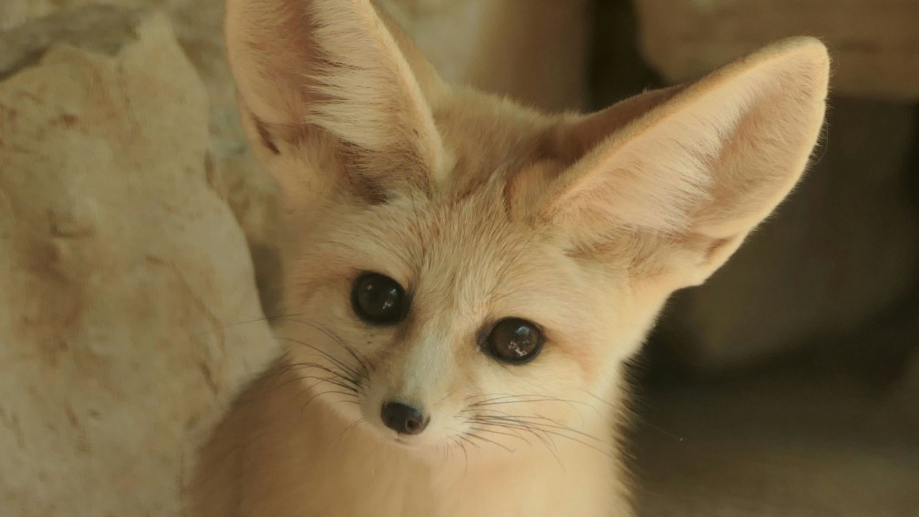 法國薩納裡-蘇爾梅爾ZOA動物園門票