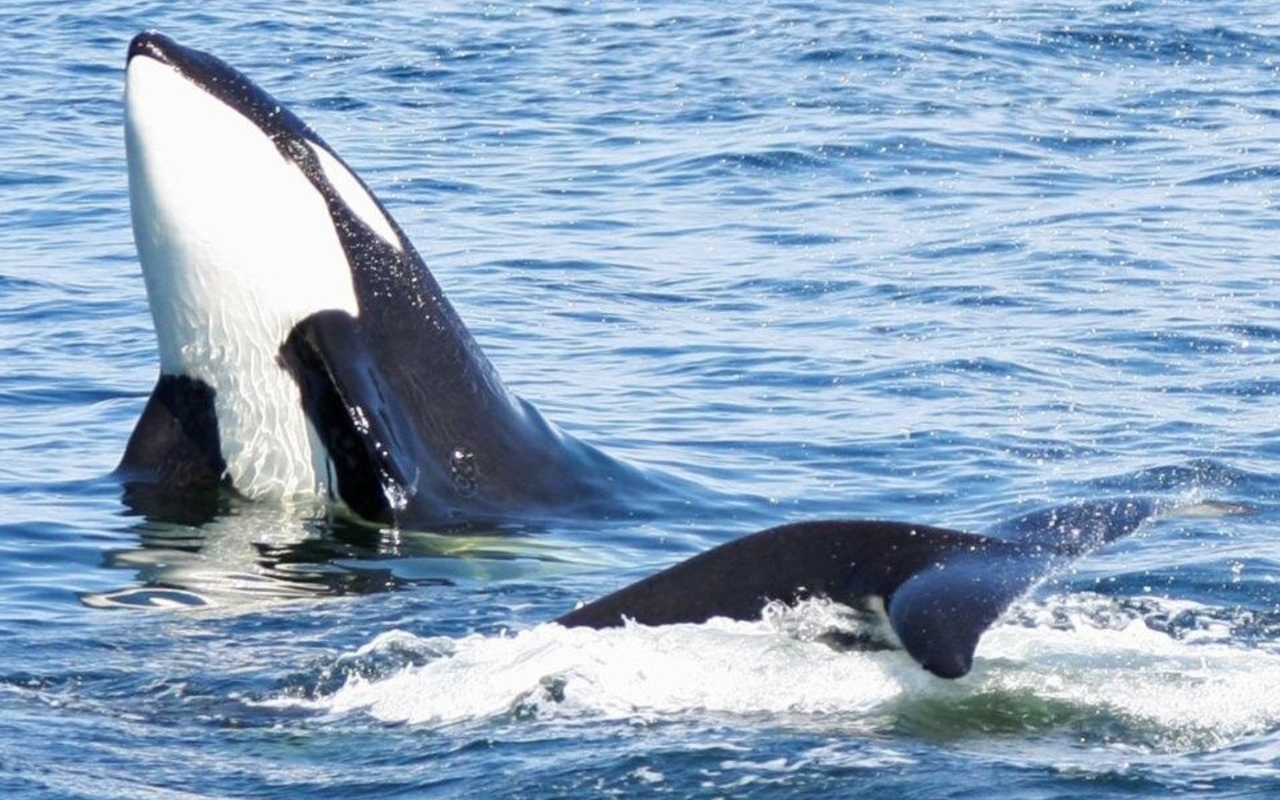 在遊輪上，跟隨船上專業的自然學家，了解鯨魚獨特的行為，例如「探頭 (spy-hopping)」等。