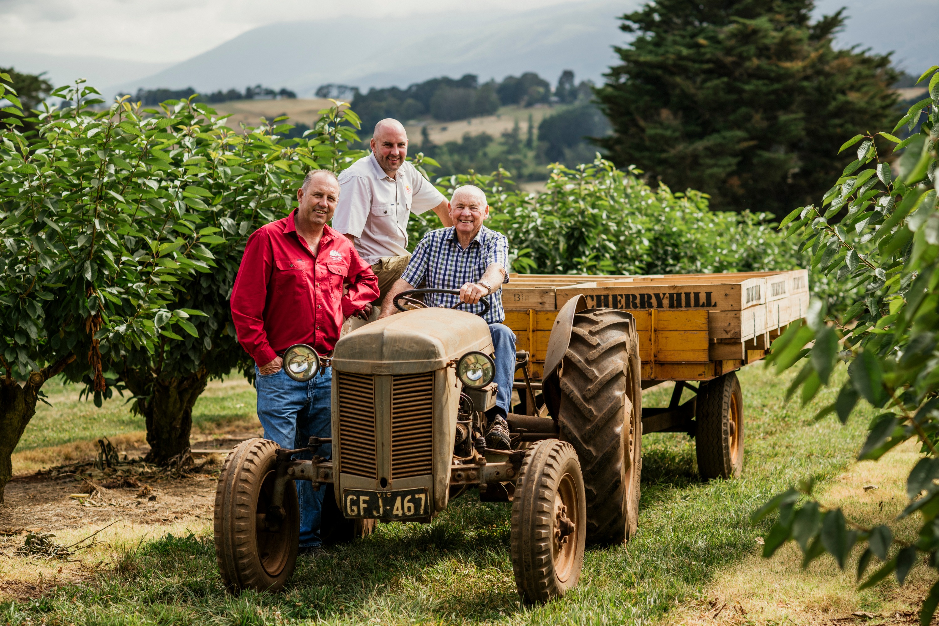 澳洲櫻桃山果園採櫻桃體驗