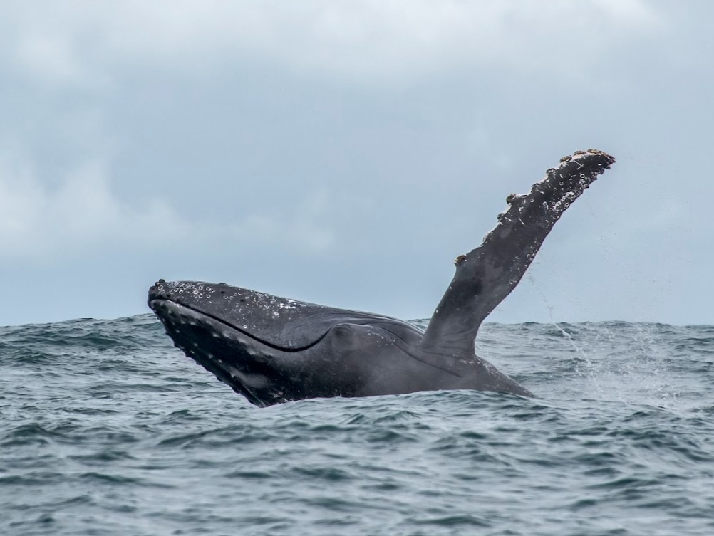 Spot massive humpback whales up close—an awe-inspiring wildlife experience you’ll never forget