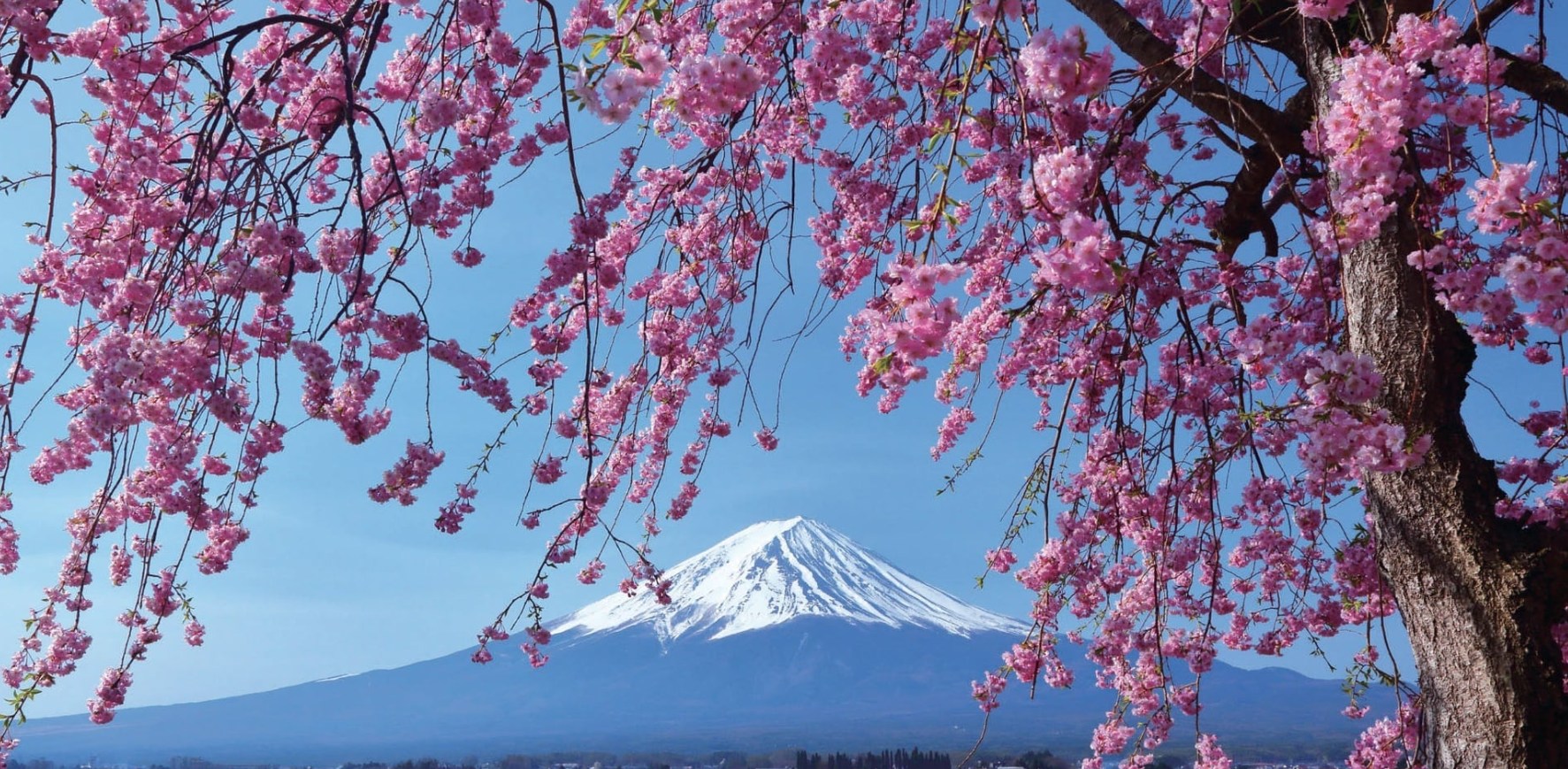 【穆斯林友好|富士山一日遊】新倉山淺間公園+富士天梯小鎮+穆斯林午餐+河口湖+網紅羅森便利店（東京出發）