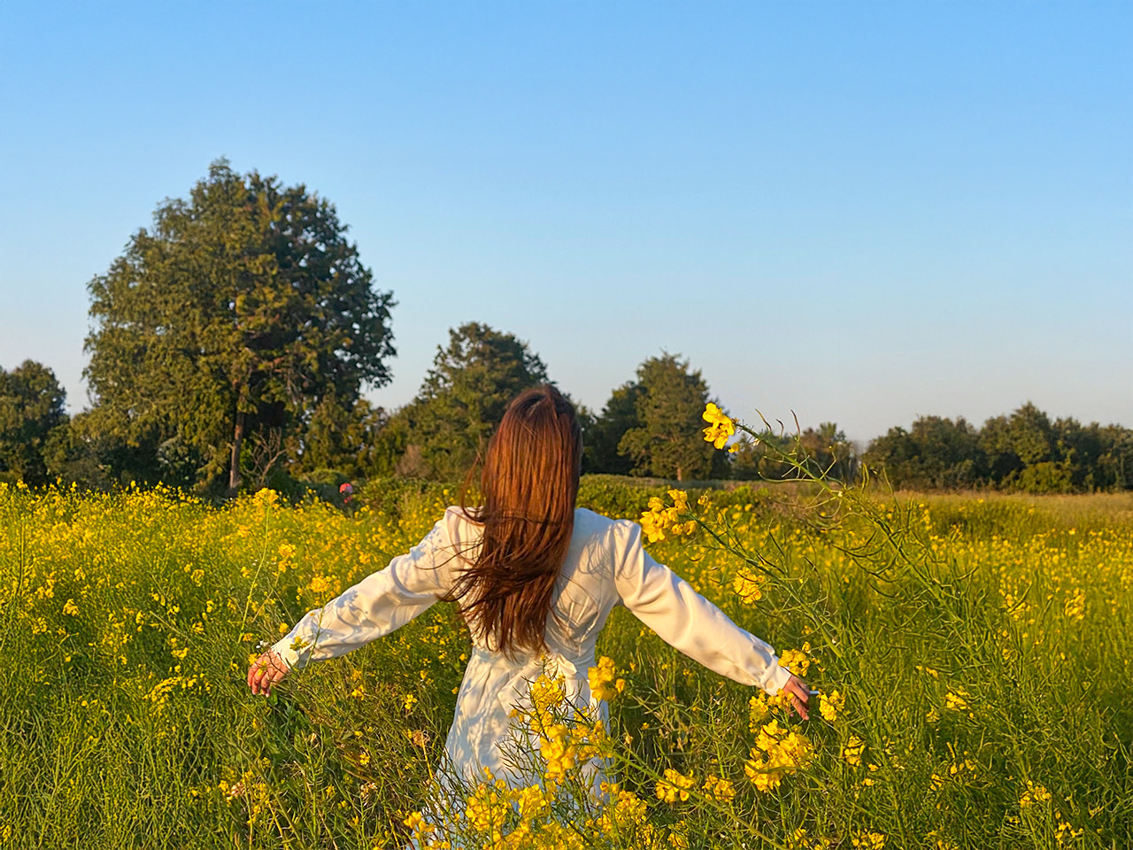 Jeju Canola Flower Tours with UNESCO Sites
