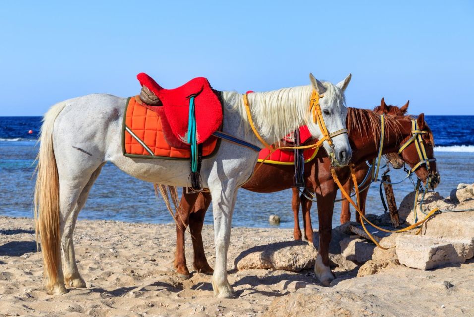 赫爾格達海邊騎馬遊 & 沙漠接送
