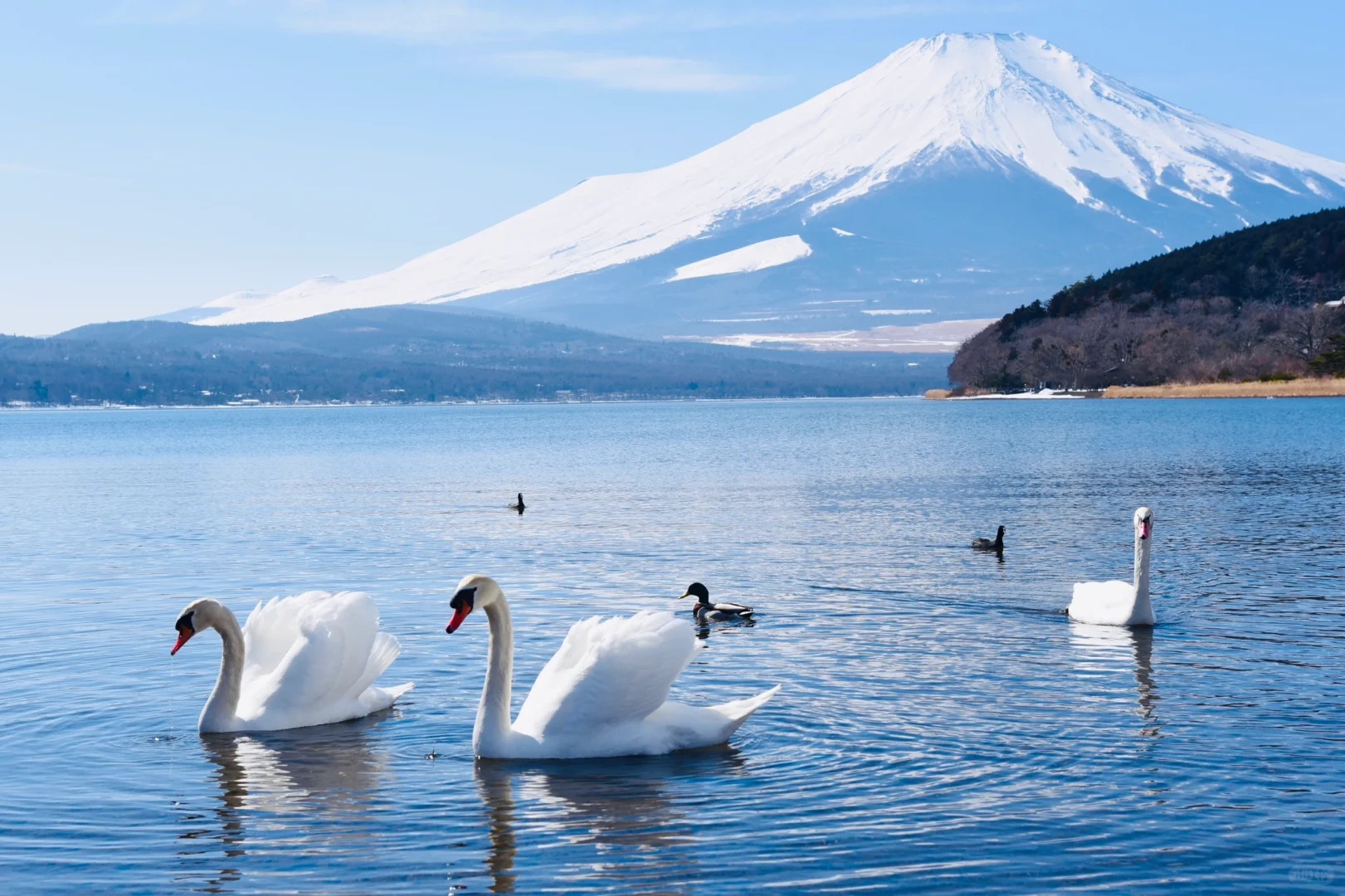 富士山六景賞花拍照或富士山雙湖自然體驗一日遊｜東京出發