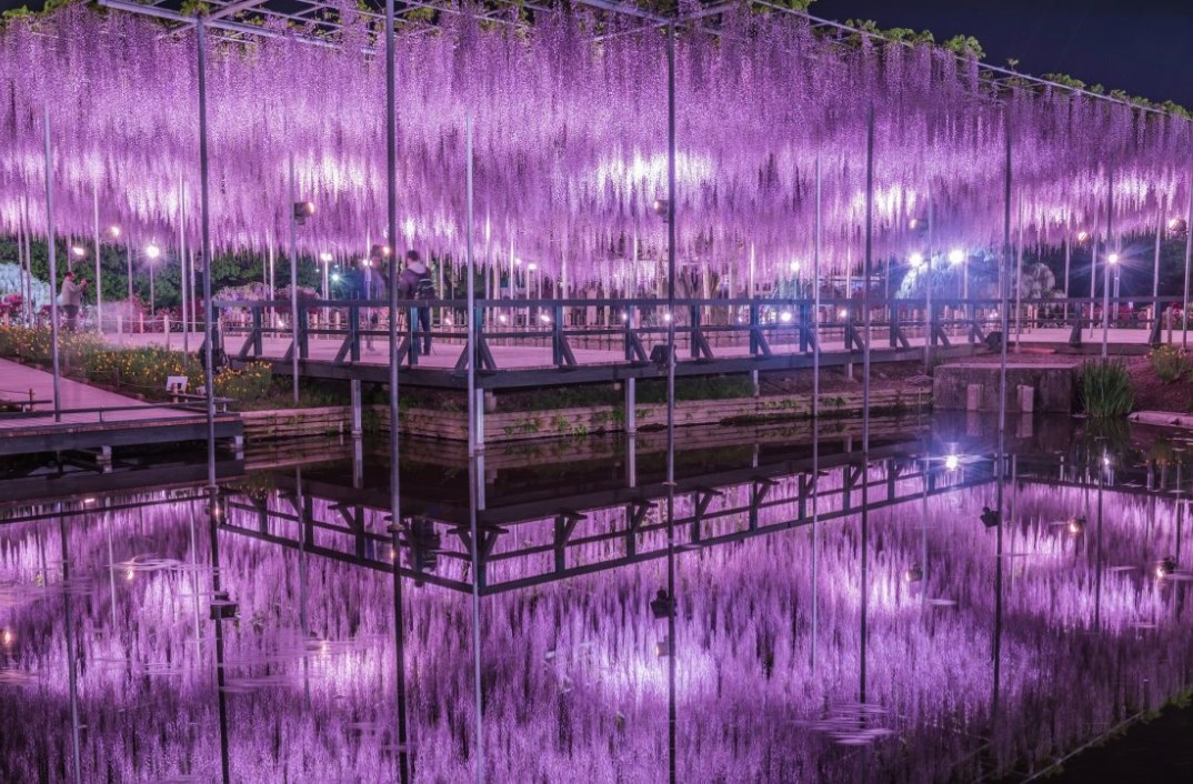 足立花卉公園夜紫藤花·神磯鳥居·茨城粉蝶花海一日遊｜東京出發