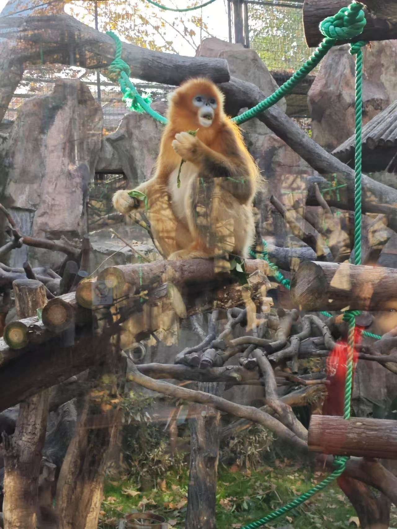 上海水鄉朱家角上海動物園大熊貓一日遊 私人導覽