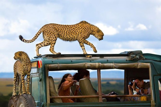 Maasai Mara Adventure: A Thrilling 3-Day Safari from Nairobi