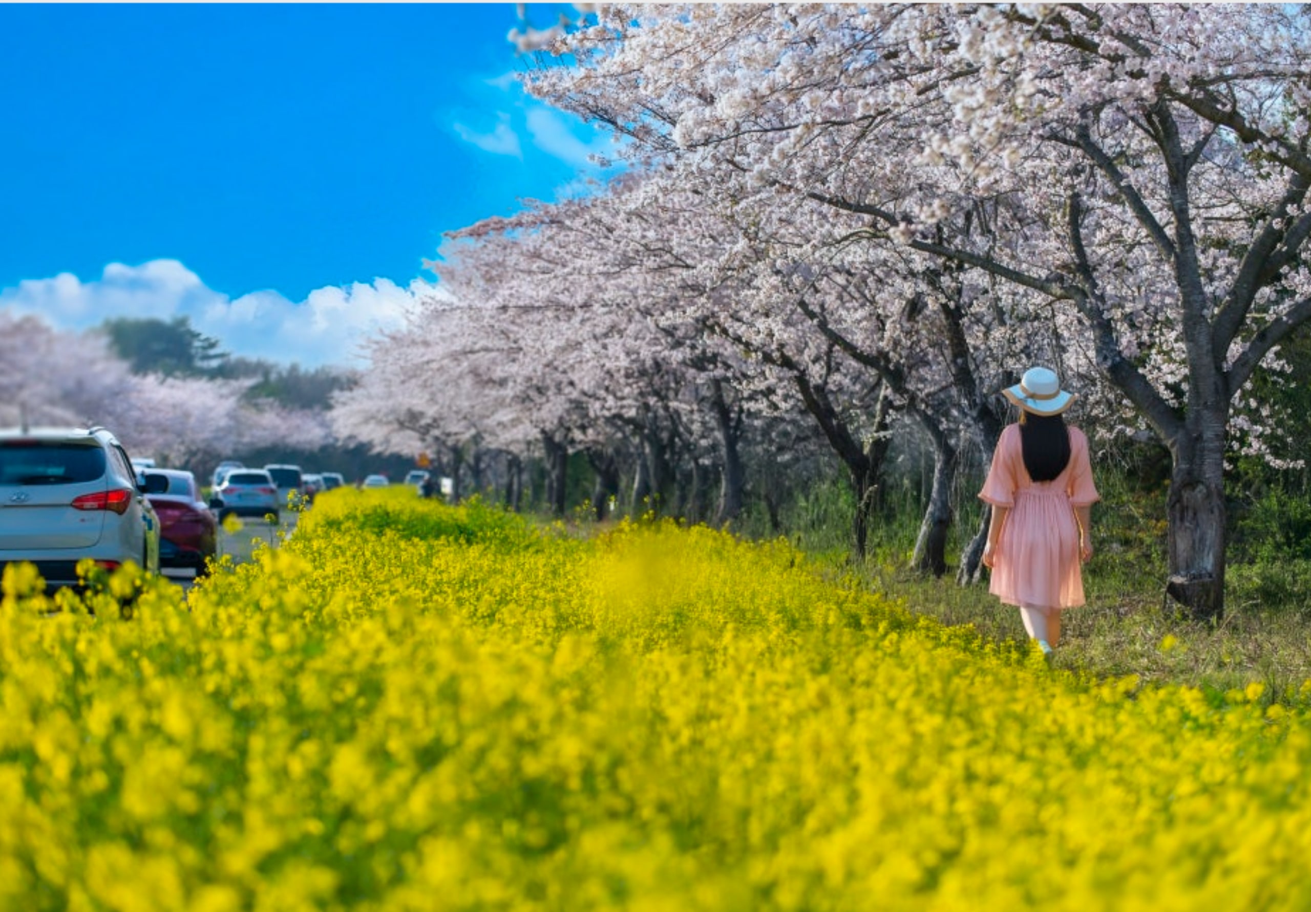 春季必訪亮點:鹿山路油菜花&櫻花(3月下旬至4月15日)
櫻花預計在4月第一週盛開。 春季必訪亮點:鹿山路油菜花&櫻花(3月下旬至4月15日)
櫻花預計在4月第一週盛開。