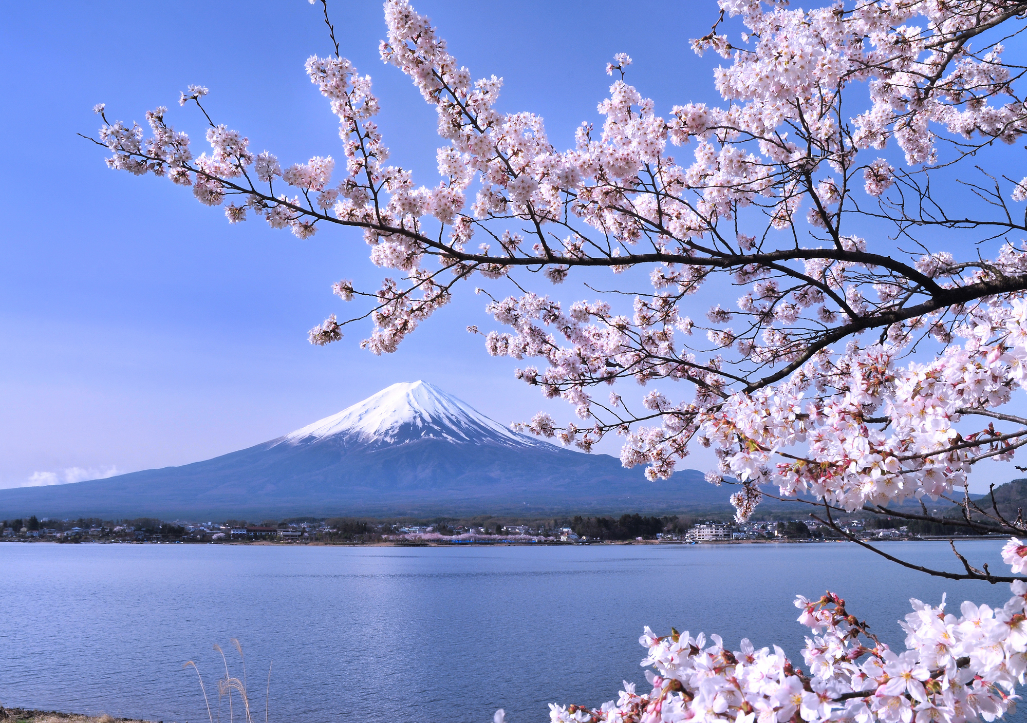 欣賞富士山與河口湖絕景