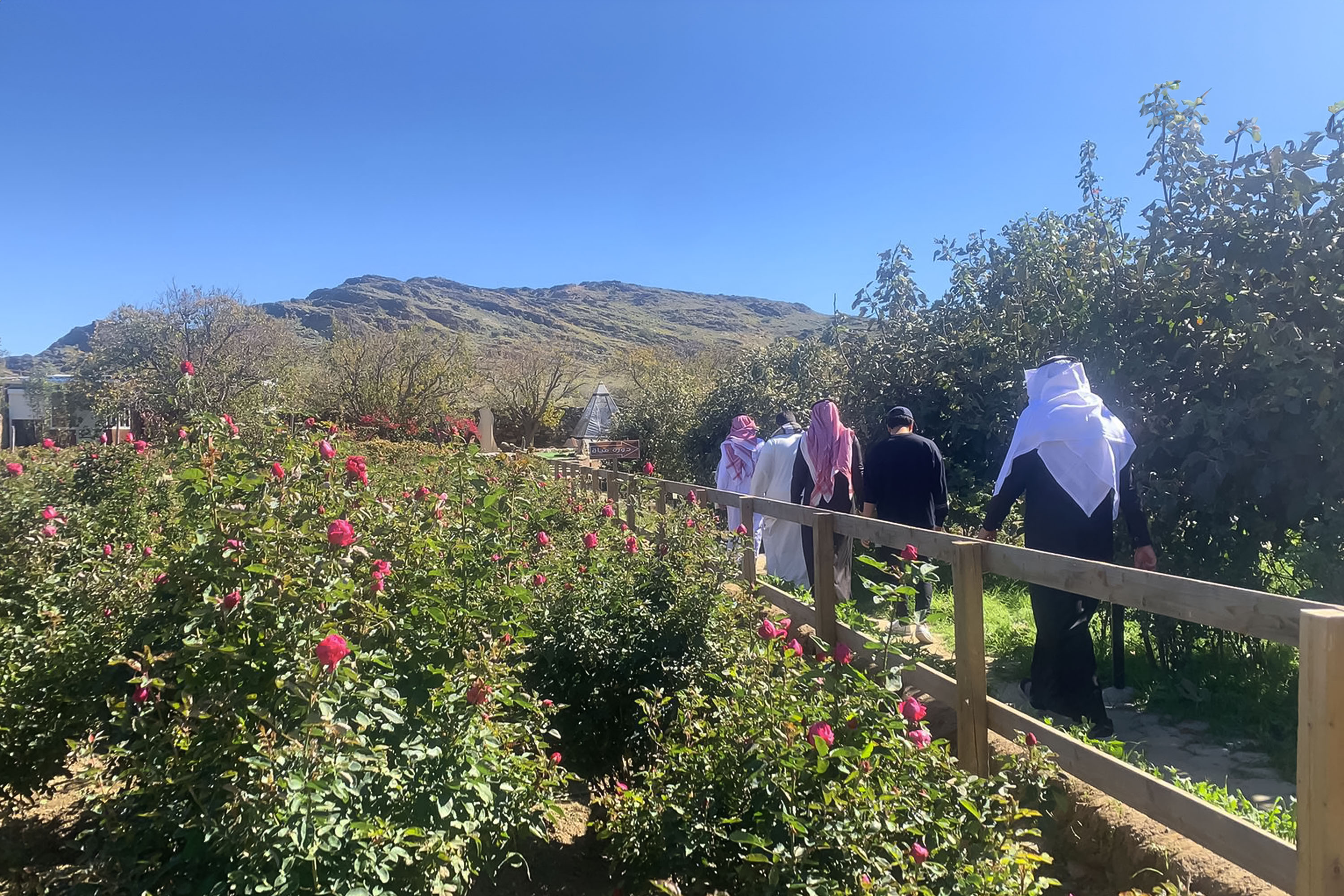 Explore Flavors of Taif 