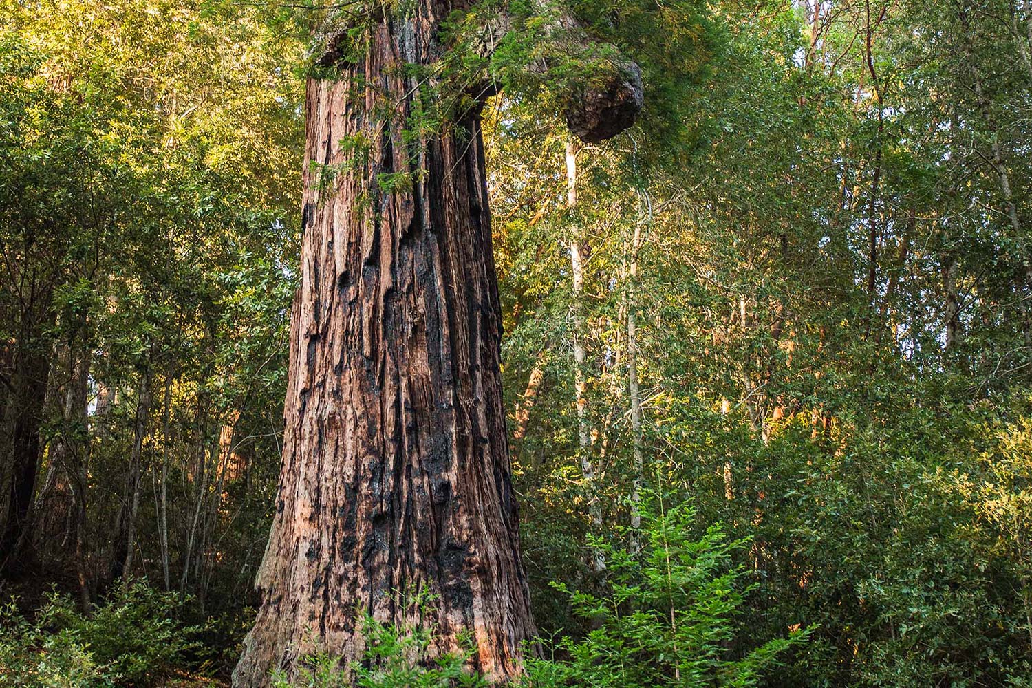 Wolf Tree Turn Scenic Train Tour in Mendocino