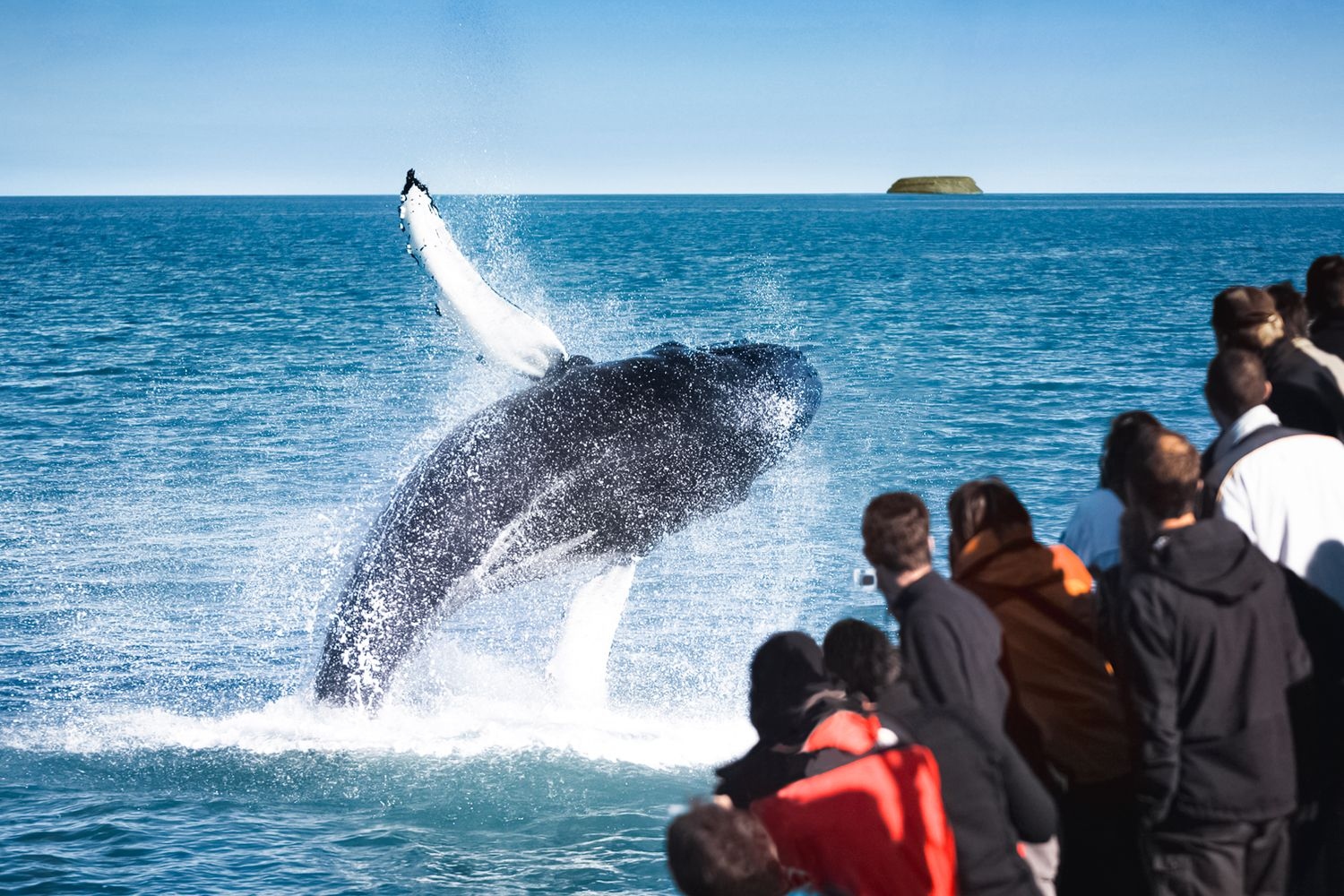 Husavik Original Whale-Watching Boat Tour