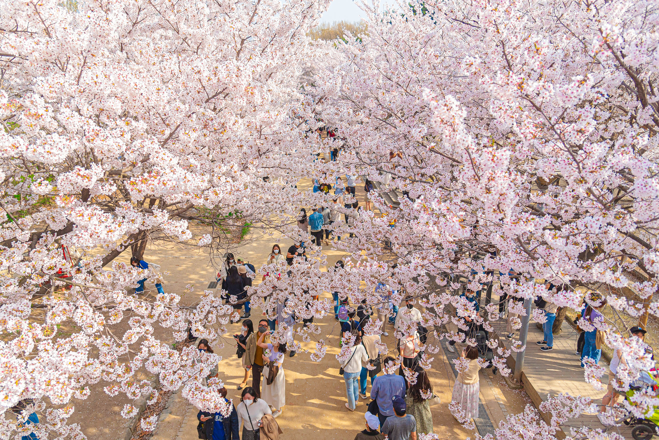 Seoul Forest Park during spring season.