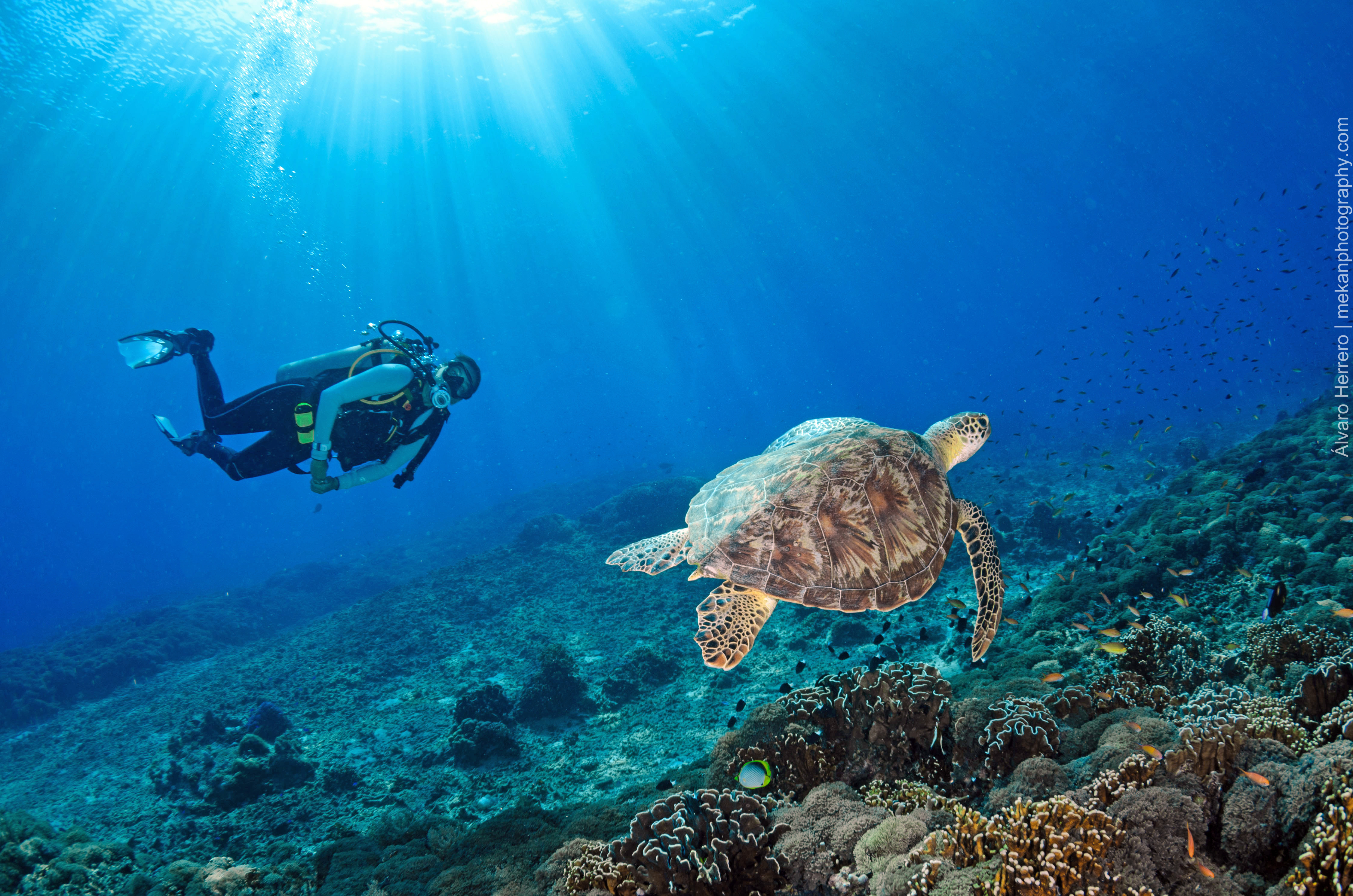 皮皮島4次潛水體驗（PADI 五星教練發展中心）