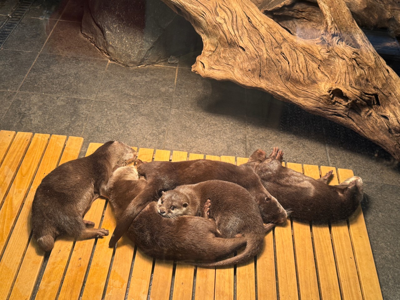 遊客可以見到各種各樣的動物,如海龜、水豚、鱷魚、水獺等。 遊客可以見到各種各樣的動物,如海龜、水豚、鱷魚、水獺等。