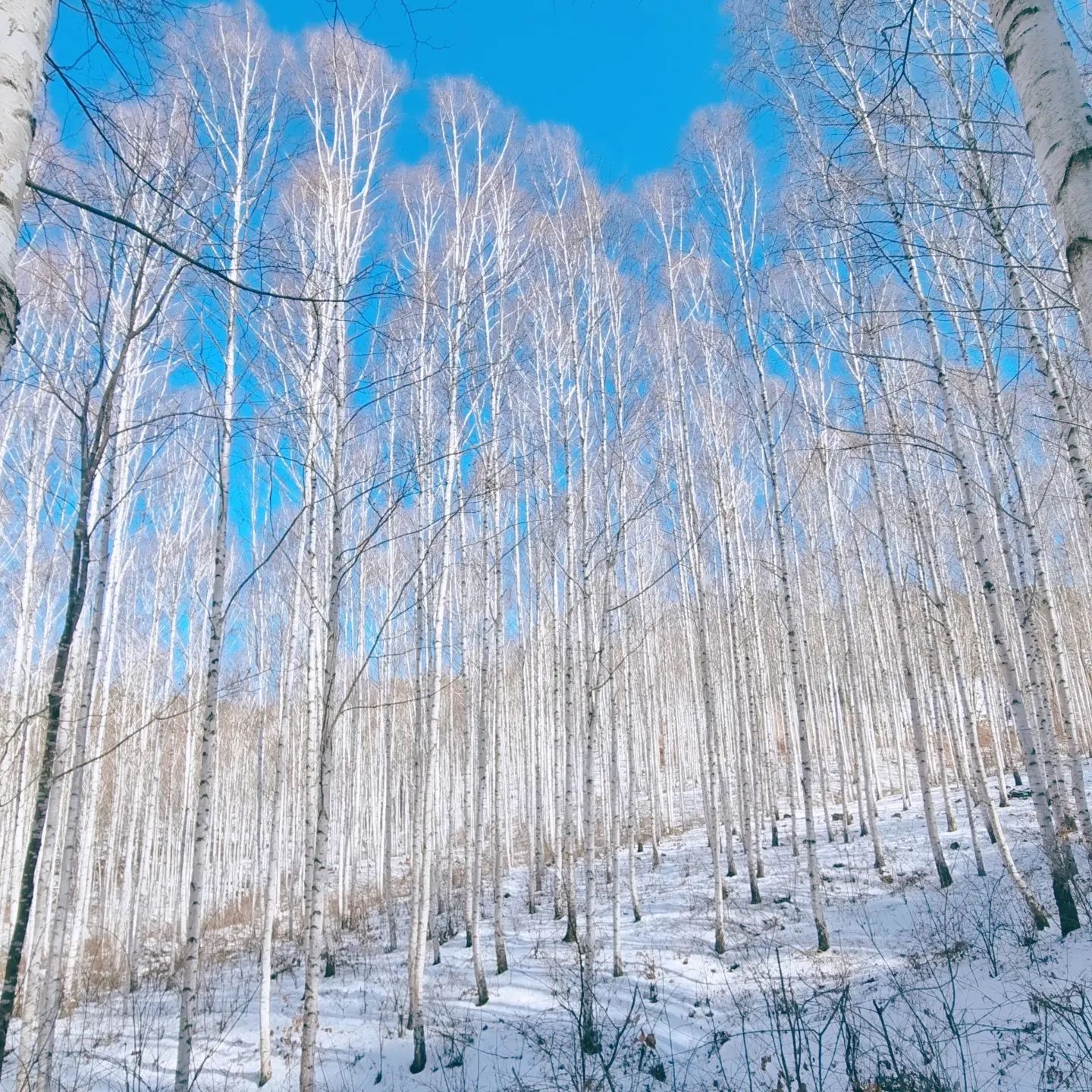 Snow Wondae-ri Birch Forest + Maebawi Icewall Day Tour from Seoul