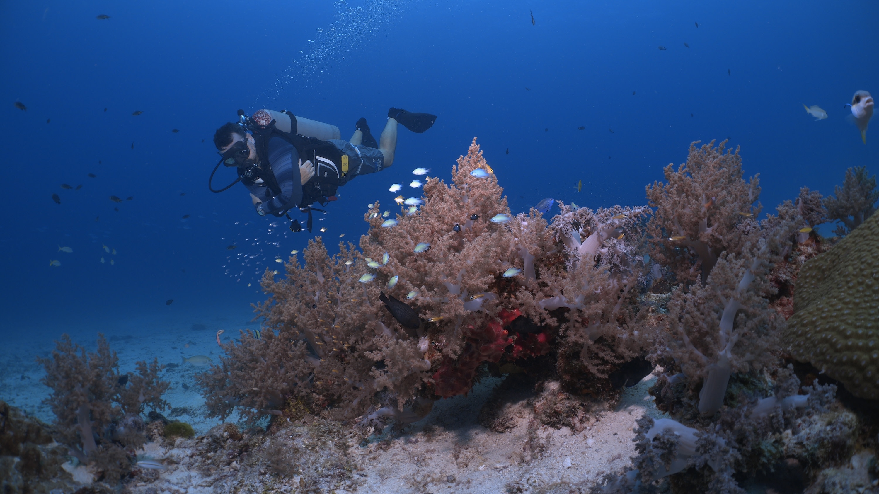 Пробные погружения с аквалангом для новичков 3 на островах Рача 3 погружения