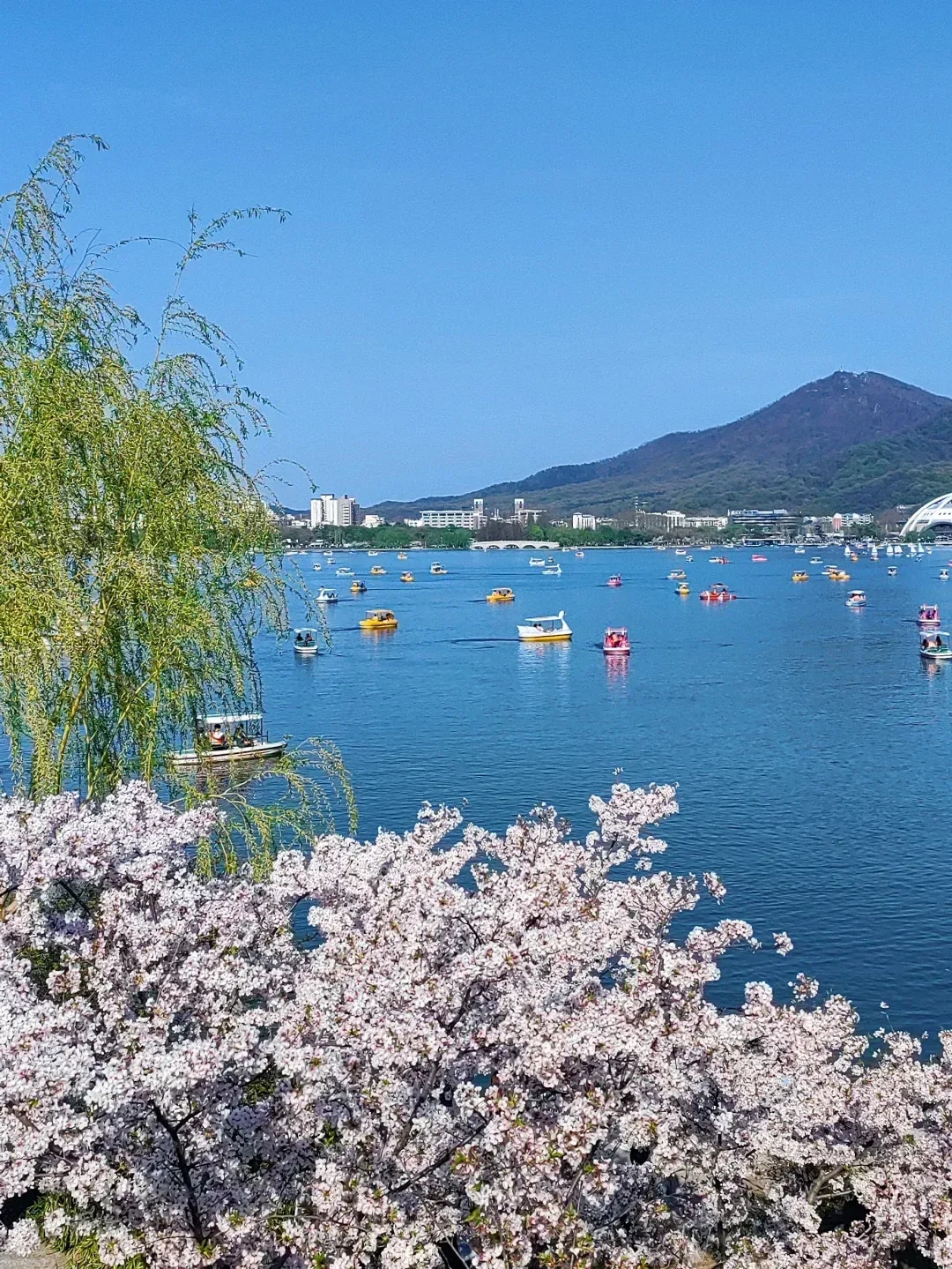 【櫻花季促銷】南京雞鳴寺+玄武湖公園+總統府賞櫻citywalk一日遊（春季賞花，中英文雙語導遊，天天發團）