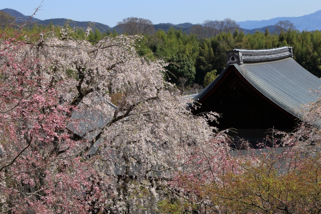 Cherry blossoms and Tenryuji Temple in spring