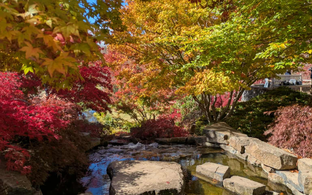 梅菲爾德花園佔地 160 英畝，繽紛的秋葉交織成一幅令人驚嘆的錦繡畫卷。