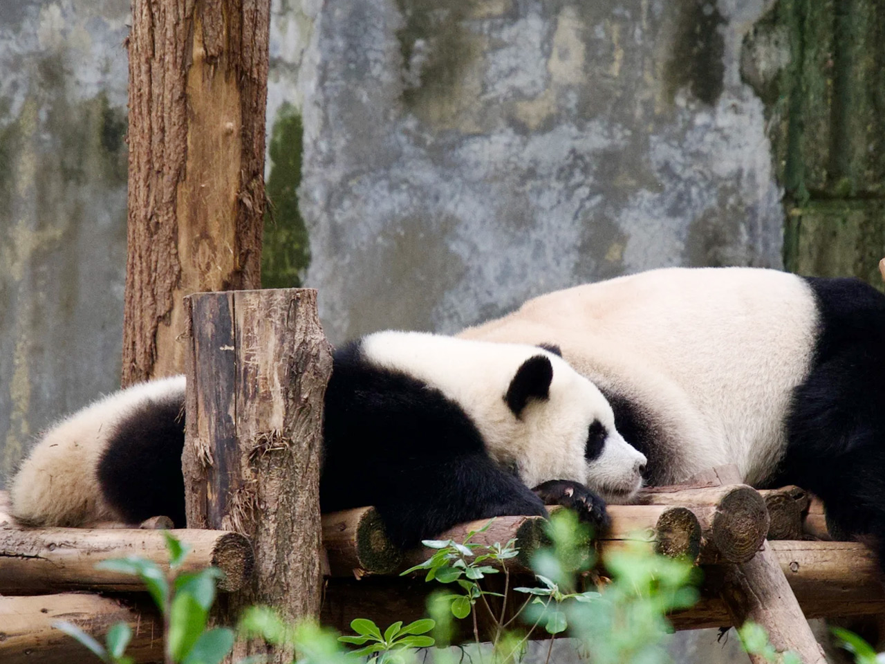 Panda Base + Leshan Giant Buddha One-Day Tour [Small Group of 2-8 People | All-Inclusive | Door-to-Door Pickup]
