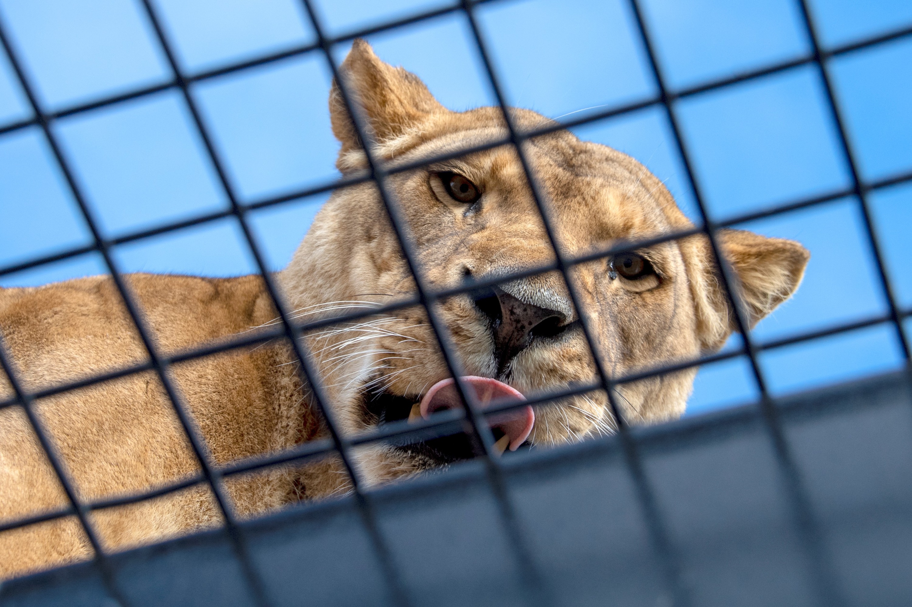 阿德萊德莫納託野生動物園360度觀獅體驗