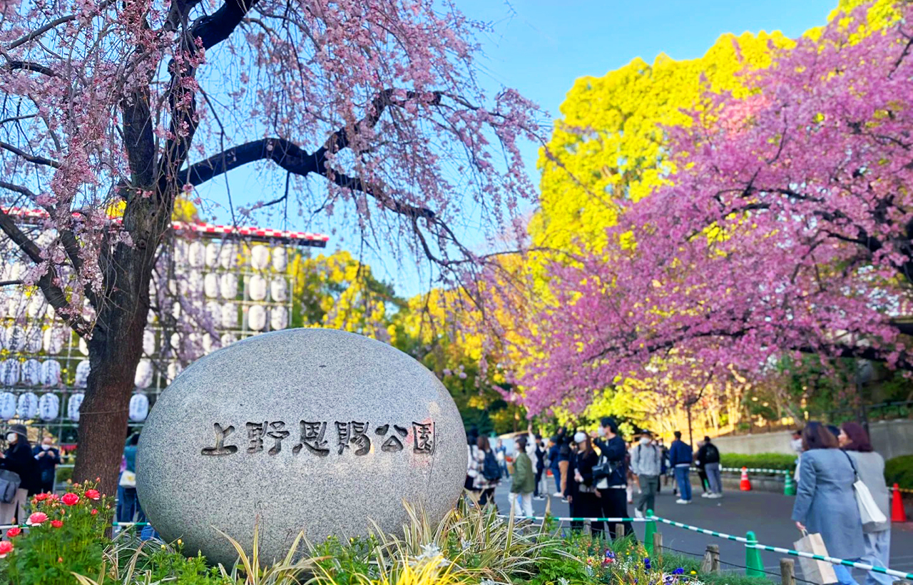 上野公園以宏偉的美術館和博物館、上野動物園的熊貓、不忍池和歷史悠久的上野東照宮而聞名,但最著名的還屬櫻花。 上野公園以宏偉的美術館和博物館、上野動物園的熊貓、不忍池和歷史悠久的上野東照宮而聞名,但最著名的還屬櫻花。