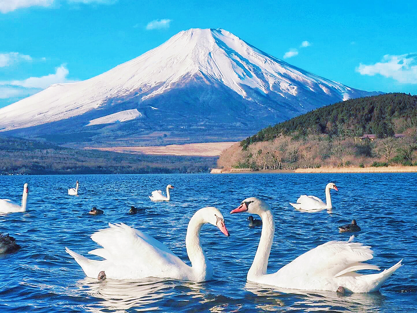 富士山五合目拍照打卡一日遊 （東京出發）