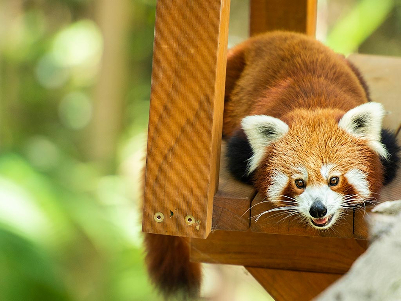 可倫賓野生動物保護區和樹頂挑戰體驗套票