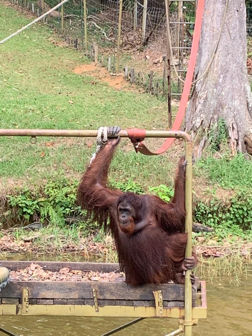從檳城出發，探訪霹靂市紅毛猩猩和動物園