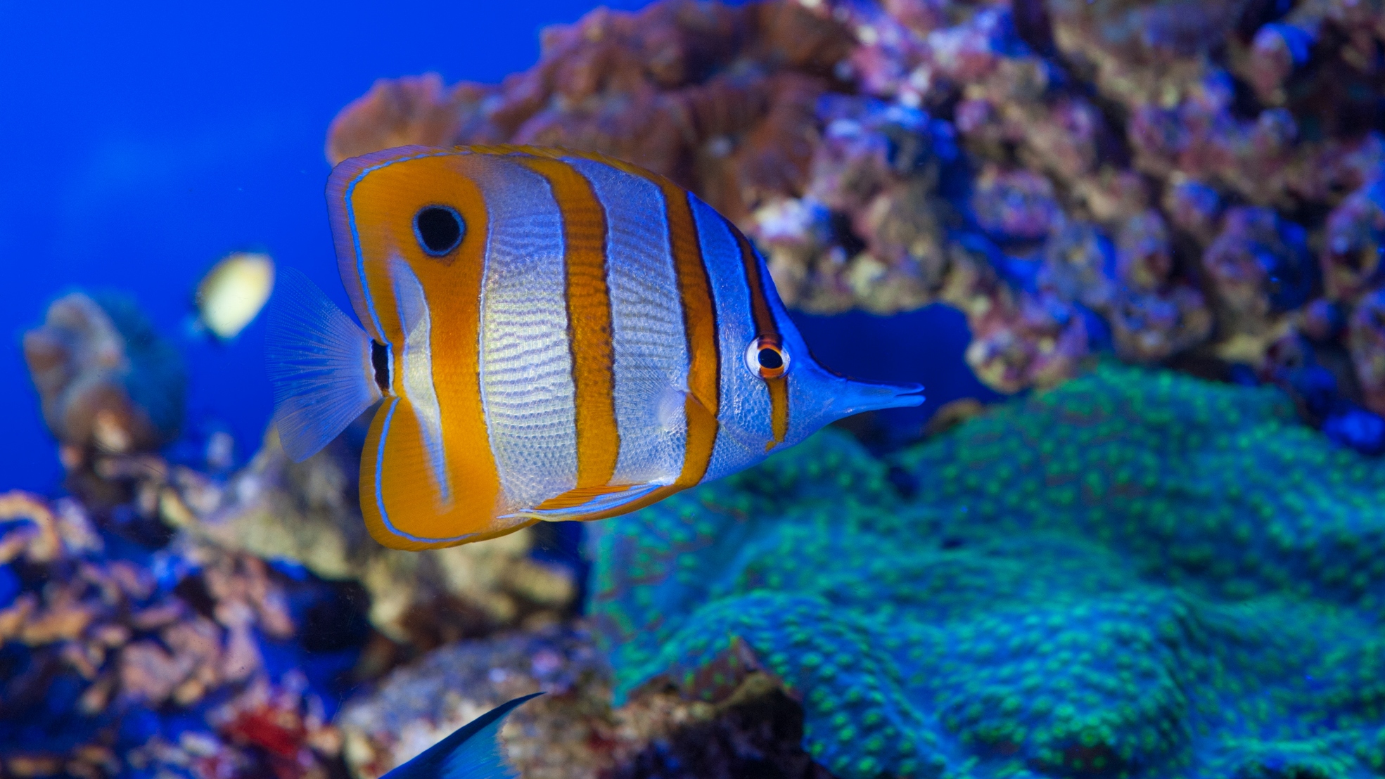 熱那亞水族館門票