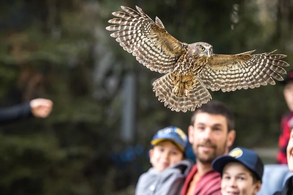 Kiwi Park Queenstown Admission Ticket