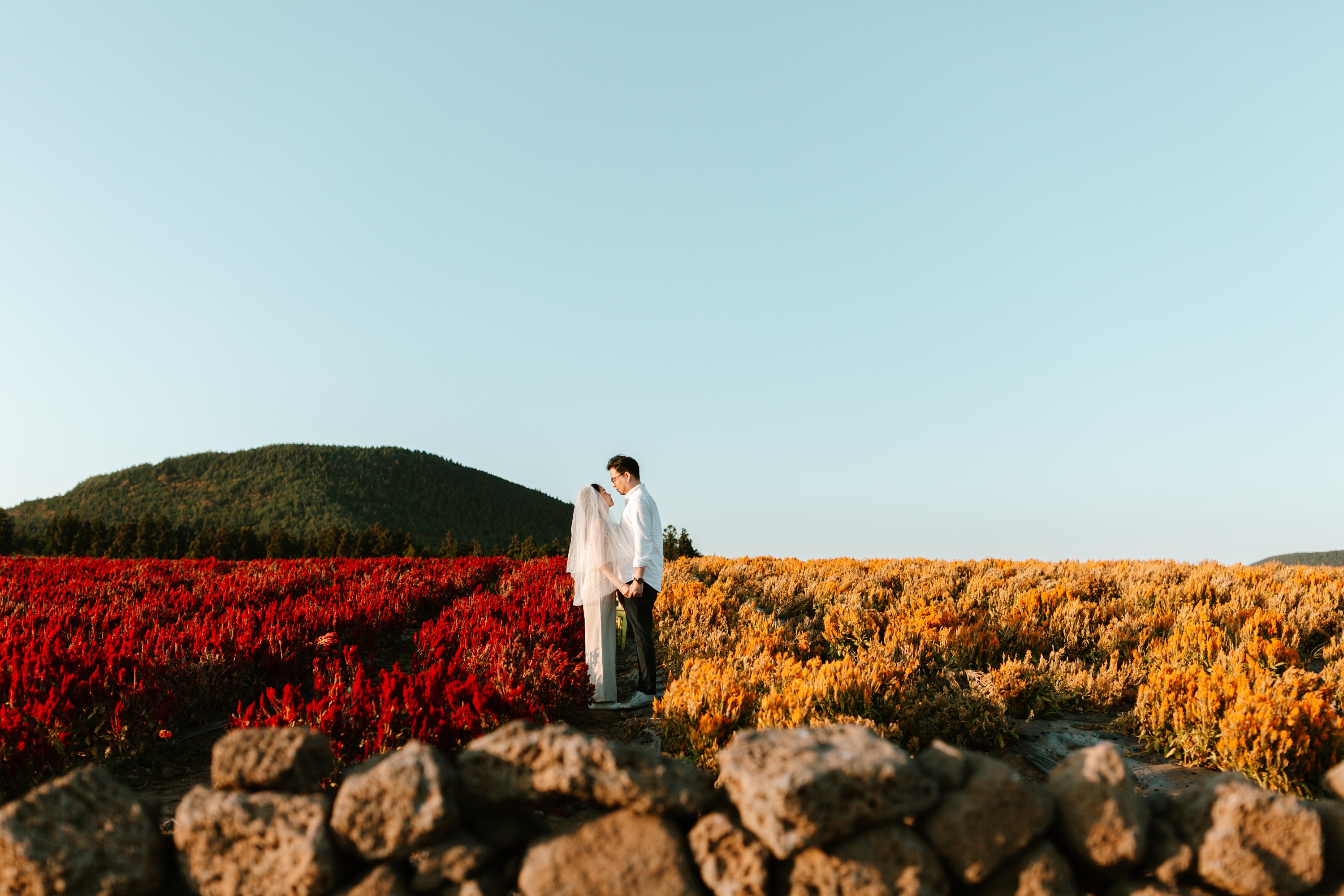 Jeju Photoshoot & Video with Fairytale Color (Wedding Proposal)