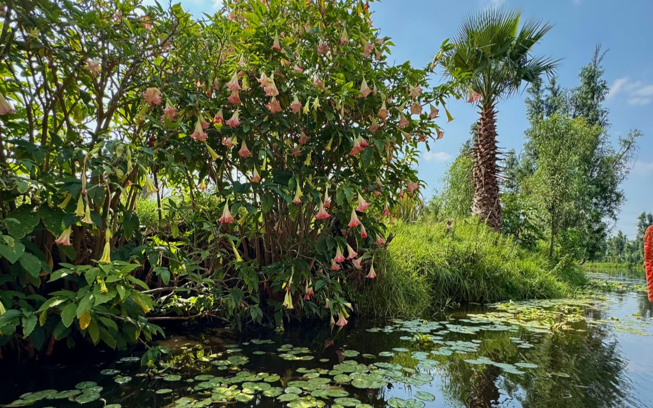 在霍奇米爾科 (Xochimilco) 盛開的美景中滑行,享受一趟寧靜的自然遊船之旅 在霍奇米爾科 (Xochimilco) 盛開的美景中滑行,享受一趟寧靜的自然遊船之旅