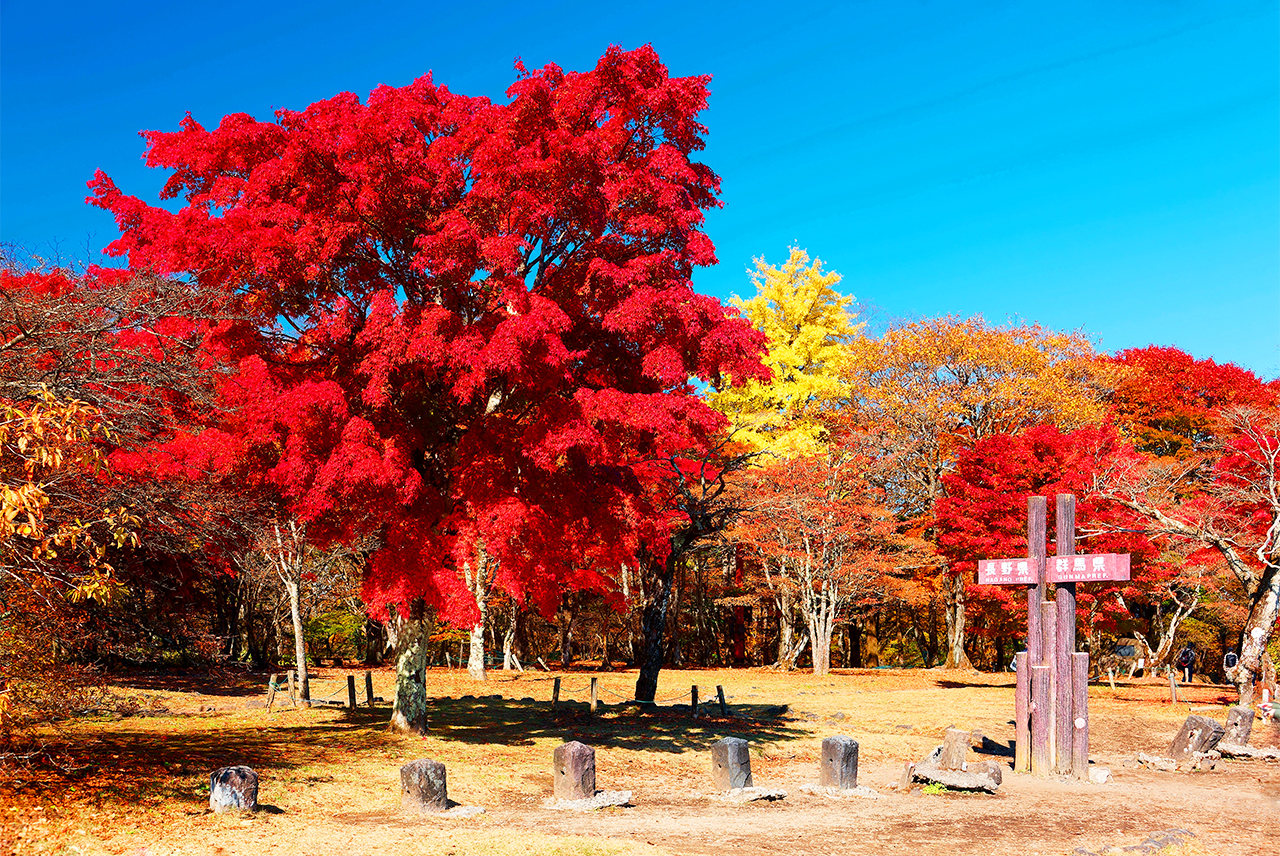 小眾度假聖地：輕井澤一日遊 ｜輕井澤奧特萊斯或星野度假區之雲場池*星野溫泉 + 川越小江戶+冰川神社 |東京出發