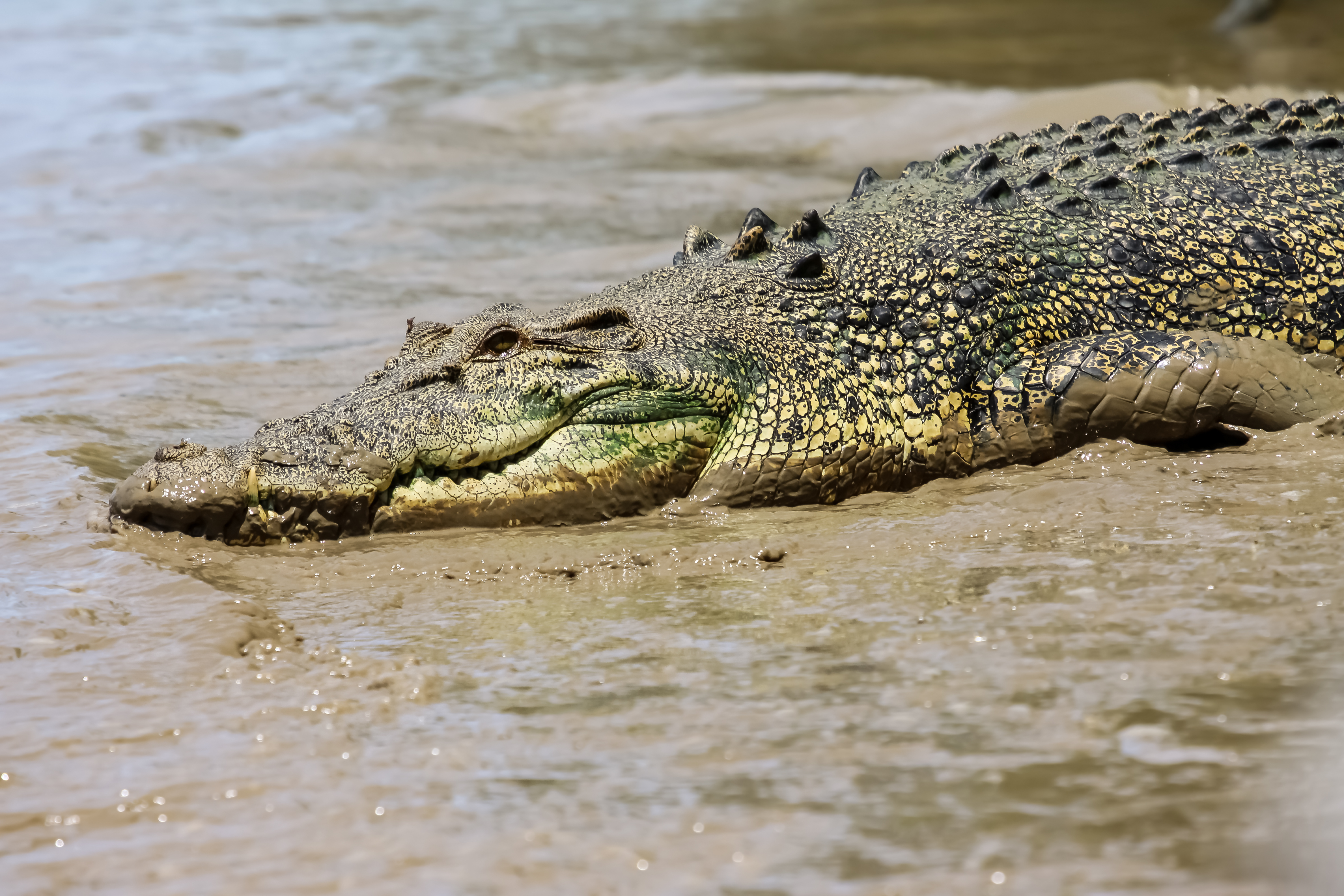 阿德萊德河鱷魚餵食 & 自然探險半日遊