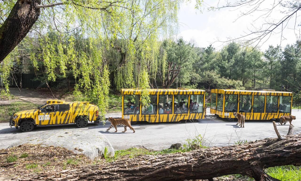 Everland Private Official VIP Tour from Seoul