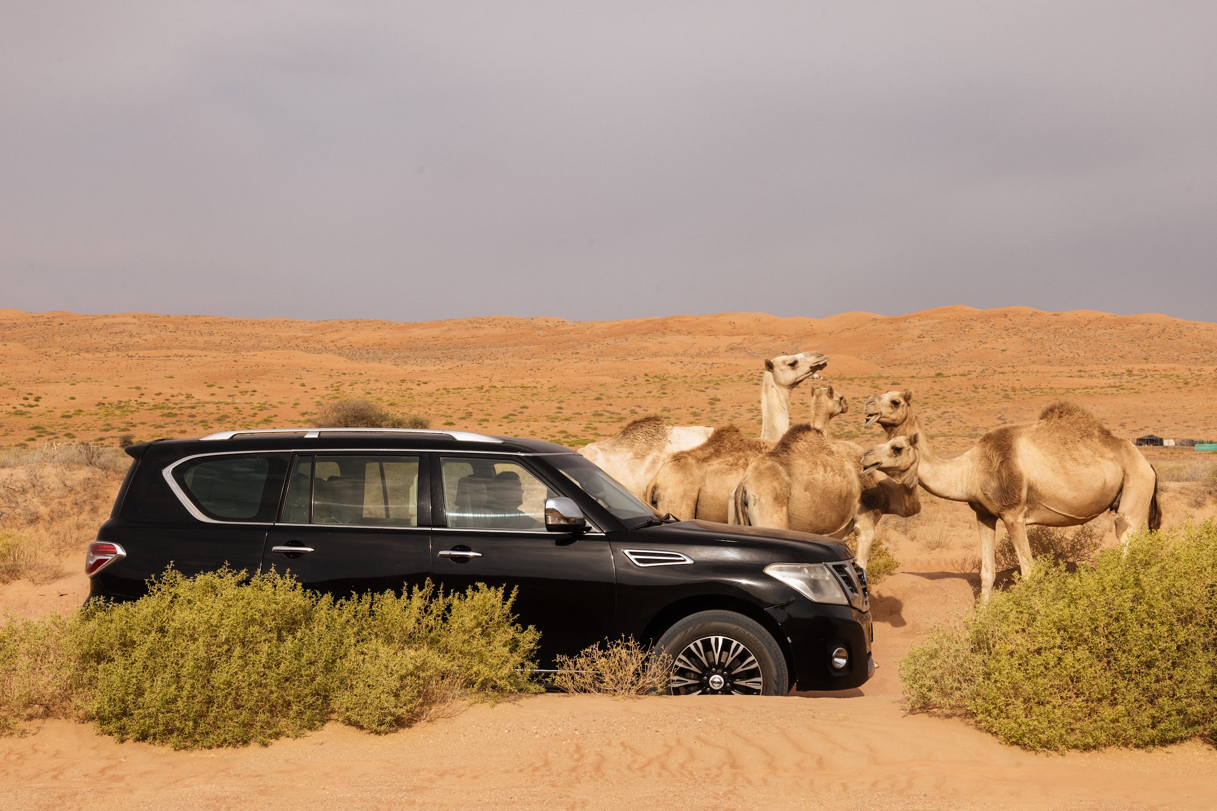 Wadi Bani Khalid & Wahiba沙漠之旅