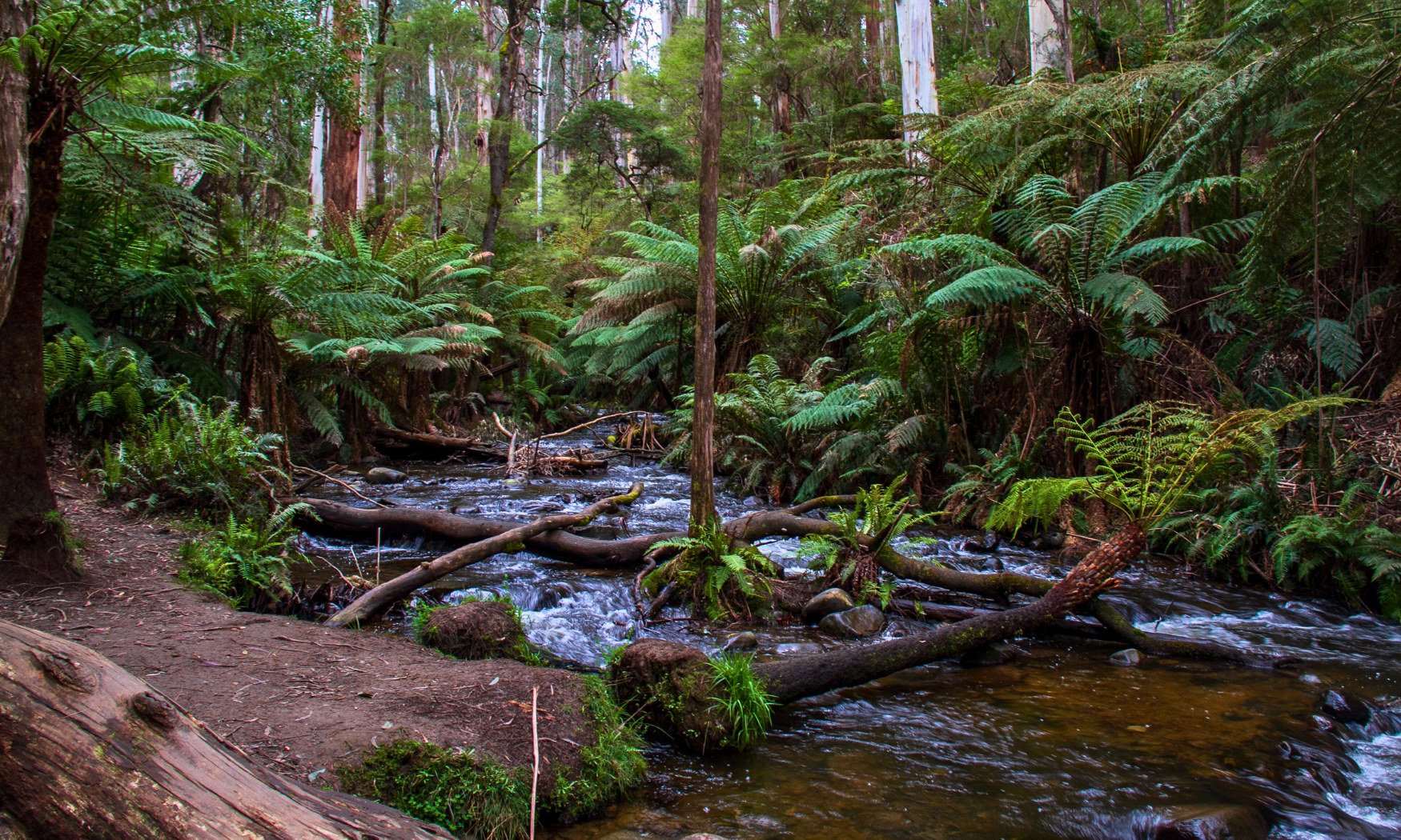沿著靜謐的小溪步道漫步，兩旁高聳的紅木樹冠為您遮蔭。