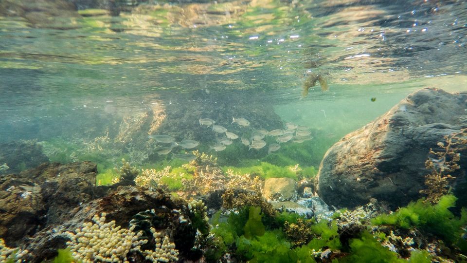 Half-Day Snorkelling Trip in Bay Wellington with PADI Dive Center