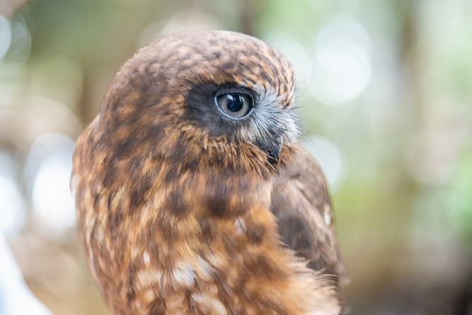 Ranger Red's 動物園遇見貓頭鷹體驗