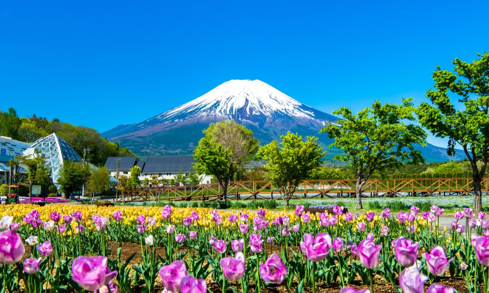 富士山打卡一日遊（含四季花卉 & 河口湖纜車 & 水果採摘吃到飽）- 東京出發