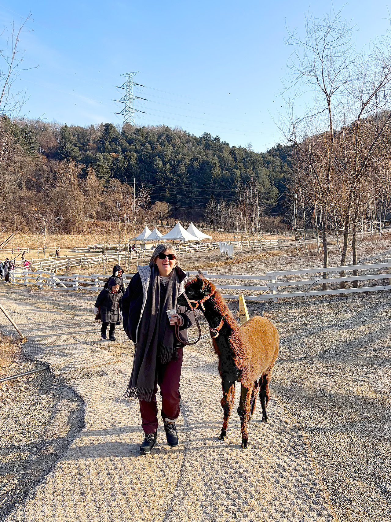 和草泥馬合影（它們很喜歡擺姿勢！）。您甚至可以餵它們一些零食 🦙🥕