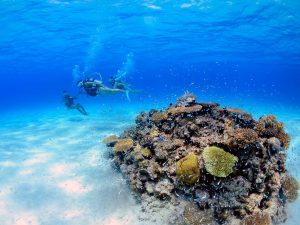 Professional diving instructors will accompany and guide you throughout the whole process, so even novices who are trying diving for the first time can participate with confidence!